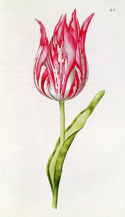 Tulip, from 